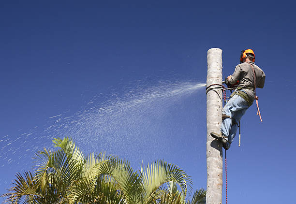 Lawn Watering Services in Lake Dallas, TX